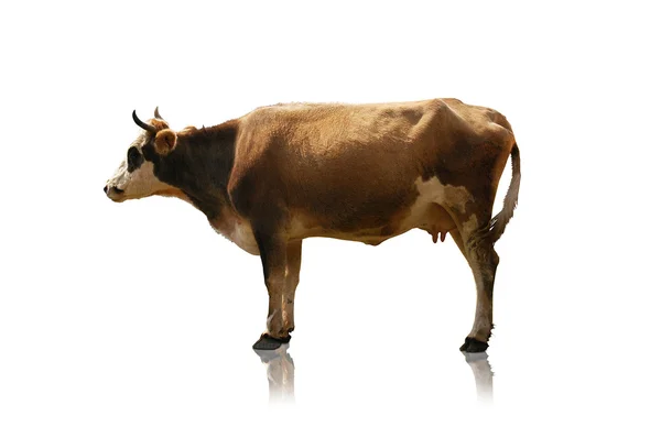 Koe geïsoleerd op het groene veld Stockfoto