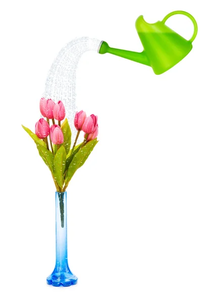 Pot with tulips isolated on white — Stock Photo, Image