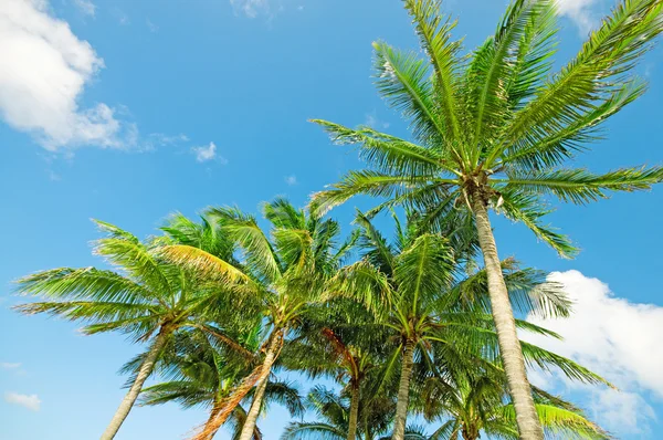 Пальмы на пляже в яркий день — стоковое фото