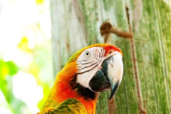 Барвистий папуга птах сидить на окунях — стокове фото