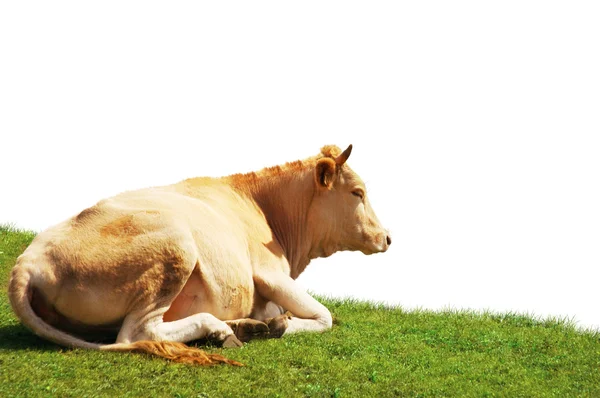 Корова изолирована на зеленом поле — стоковое фото