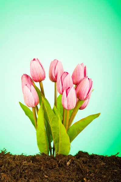 Colourful tulip flowers growing in the soil — Stock Photo, Image