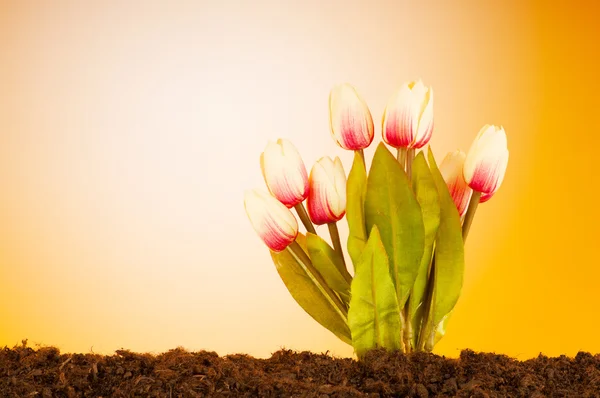 В почве растут разноцветные цветы тюльпана — стоковое фото