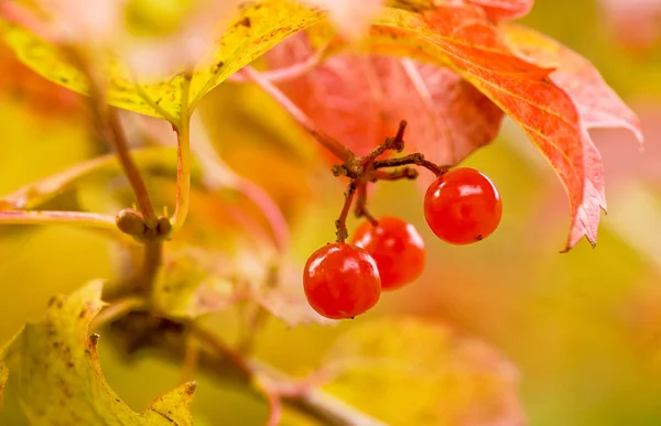 stock image Berry guelder-rose red