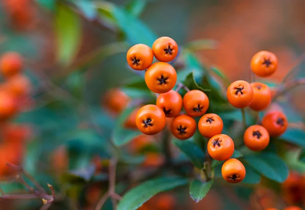 stock image Berry guelder-rose red