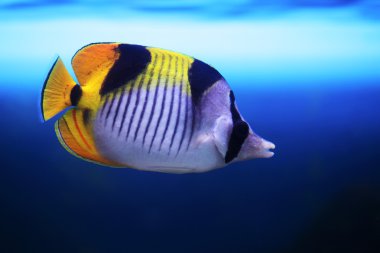 Tropical fish Chaetodon falcula floats in the aquarium clipart