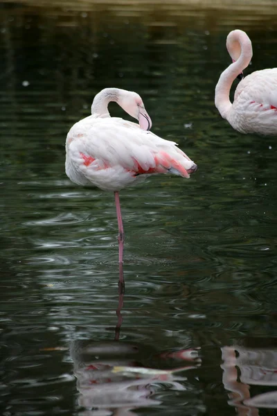 Flamingo Stát Jedné Noze Vodě — Stock fotografie