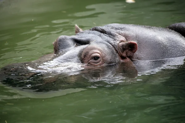 stock image A large brown hippopotamus swimming in water