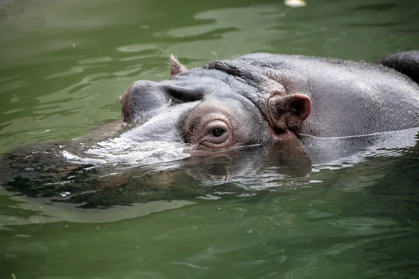 Stock image A large brown hippopotamus swimming in water