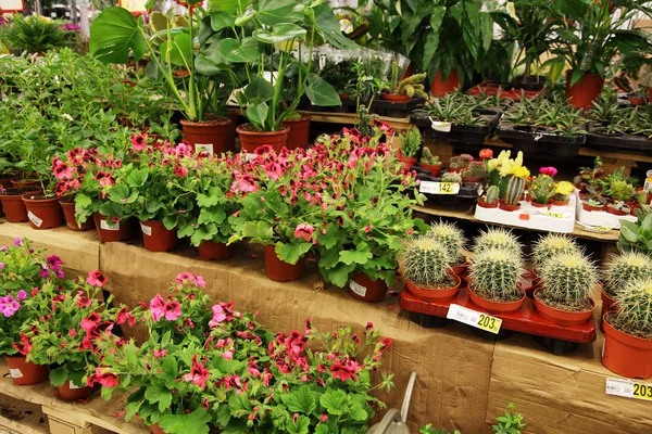 Pflanzen Zum Verkauf Schaufenster — Stockfoto