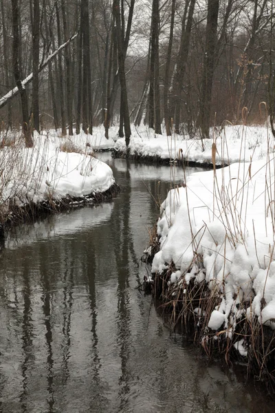 Stream v zimě dřevo — Stock fotografie
