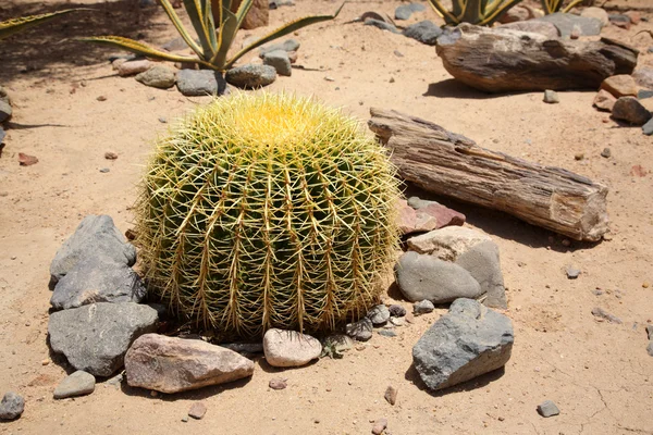Kerek kaktusz — Stock Fotó