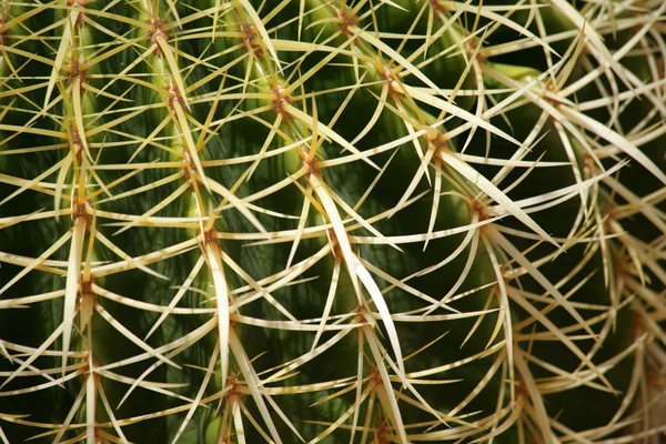 Espinas Grandes Afiladas Cactus Redondo —  Fotos de Stock