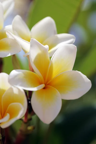 stock image White tropical frangipani flowers (plumeria)