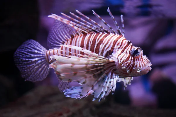 Rogata Pterois, Tropikalna ryba — Zdjęcie stockowe