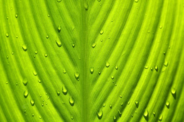 Bir Bitkinin Yeşil Yaprak Yağmur Damlaları — Stok fotoğraf