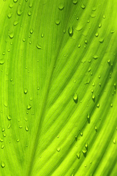 Bir Bitkinin Yeşil Yaprak Yağmur Damlaları — Stok fotoğraf