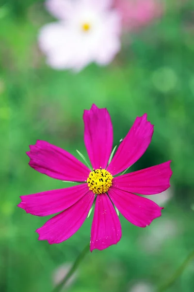 stock image Red flower Cosmos