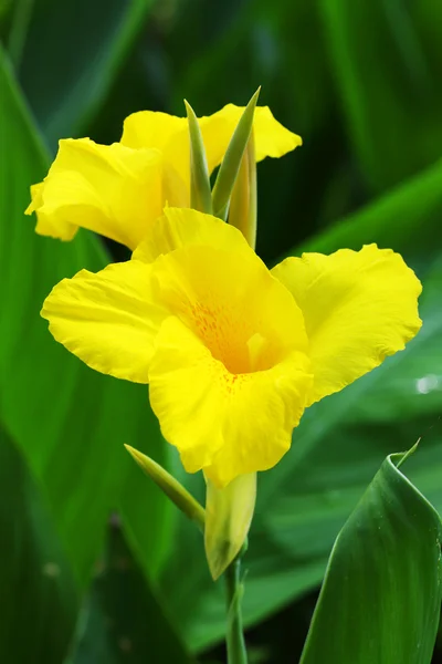 stock image Yellow flower of an iris against green leaves