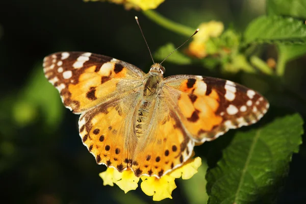 stock image Butterfly