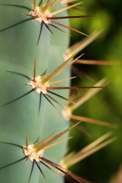 Nagy Éles Tüskék Kaktusz — Stock Fotó