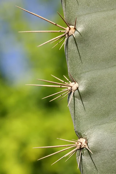 Große Und Scharfe Stacheln Eines Kaktus — Stockfoto