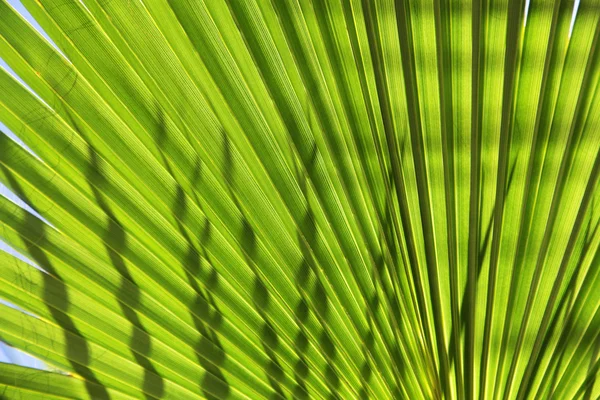 Пальмові дерева лист — стокове фото