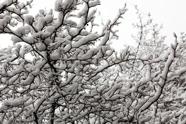 White snow — Stock Photo, Image
