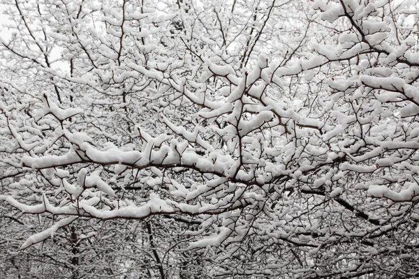White fluffy snow — Stock Photo, Image