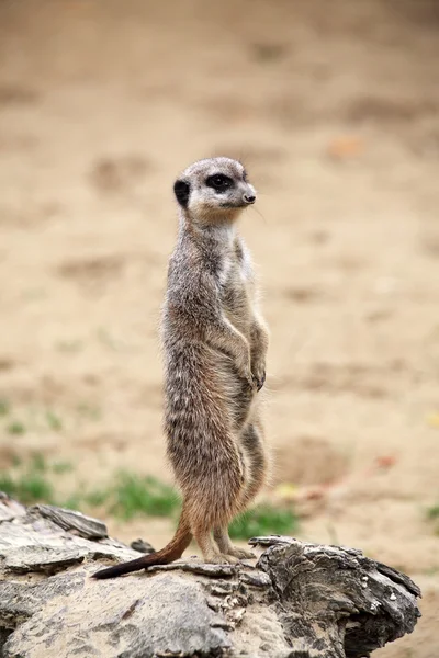 Stock image Suricata stand vertically on a tree