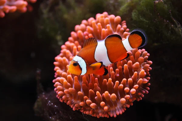 Clownfish Sea Anemones Amphiprion Ocellaris — Stock Photo, Image