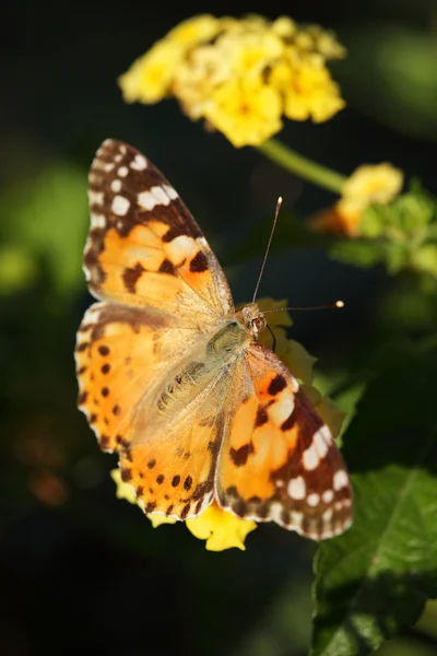 stock image Butterfly