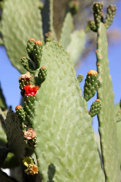 Kaktusz Virág Levél — Stock Fotó