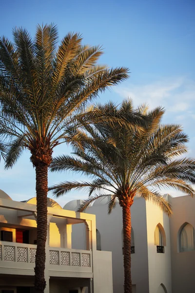 Palms, hotel — Stock Photo, Image