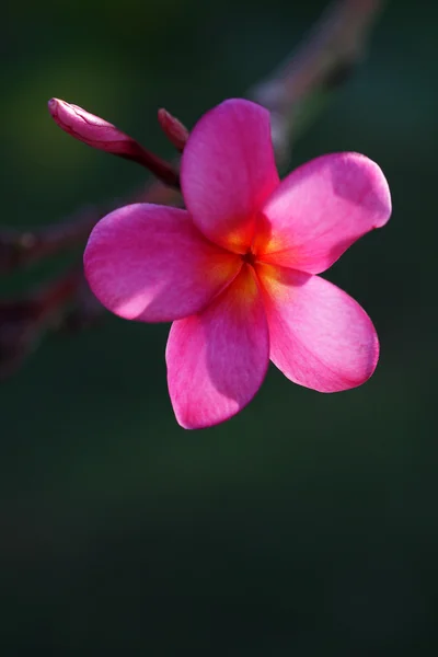 stock image Tropical frangipani flowers (plumeria), lighted up by a sun