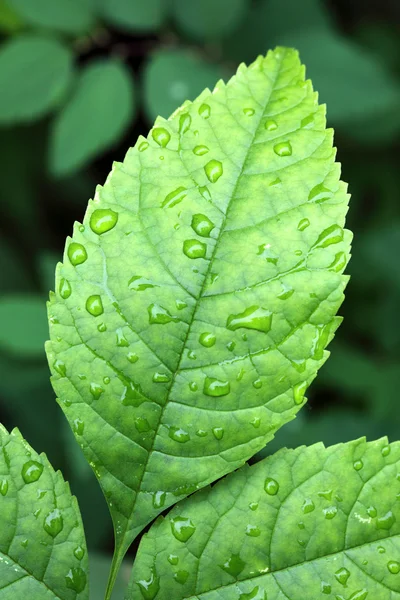 Vatten Droppar Gröna Löv Ett Träd — Stockfoto