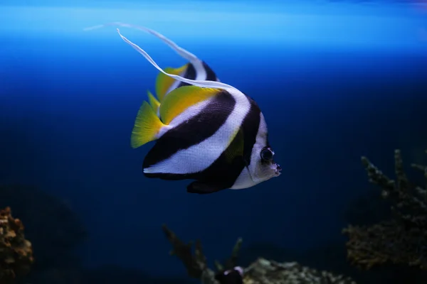 Heniochus Acuminatus Tropischer Fisch Schwimmt Aquarium — Stockfoto