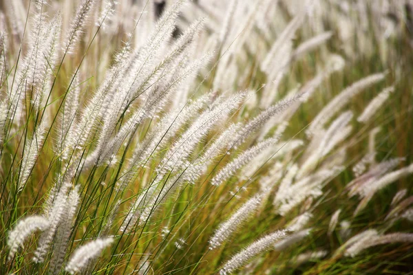 無人の野で草の茎 — ストック写真