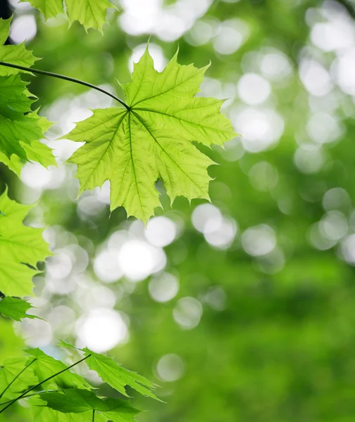 緑の葉からの背景 — ストック写真