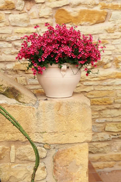 Flowerpot Perto Uma Parede Casa — Fotografia de Stock