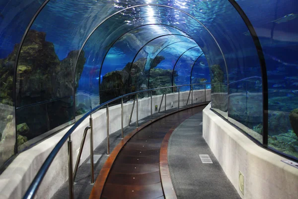 Tunnel Een Oceanarium Tussen Bril — Stockfoto