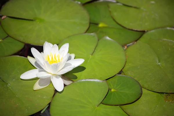 stock image Flower of a white water-lily, green leaves