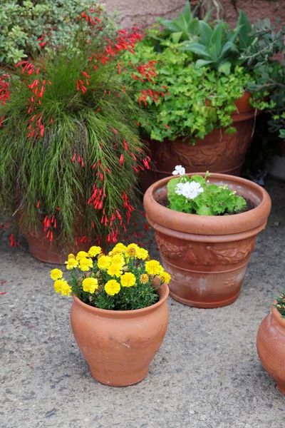 Flowers Ceramic Flowerpots — Stock Photo, Image