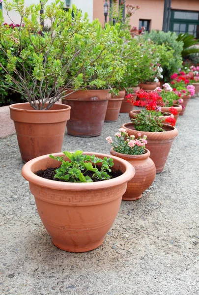 Vasos de plantas — Fotografia de Stock