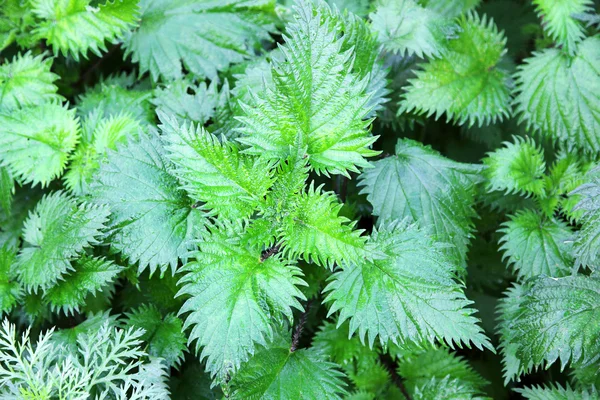 stock image Wild nettle as a background