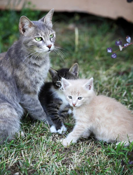 Kat met kittens — Stockfoto