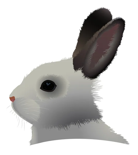 Head Beautiful Gray Rabbit Brown Ears Vector Illustration Isolated White — Stock Vector