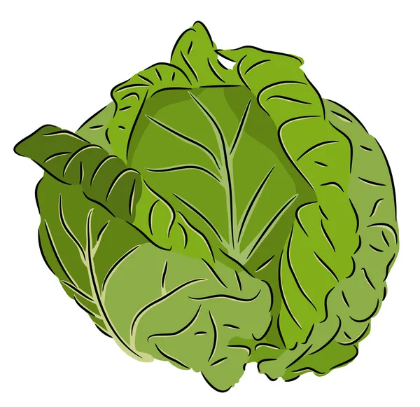 Cabbage — Stock Vector