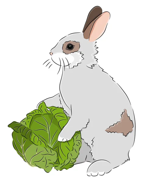 Coniglio con cavolo — Vettoriale Stock