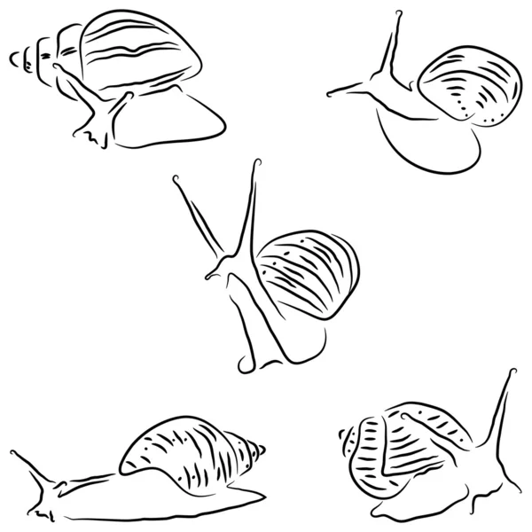 Achatina ζωγραφισμένο σαλιγκαριών — Διανυσματικό Αρχείο